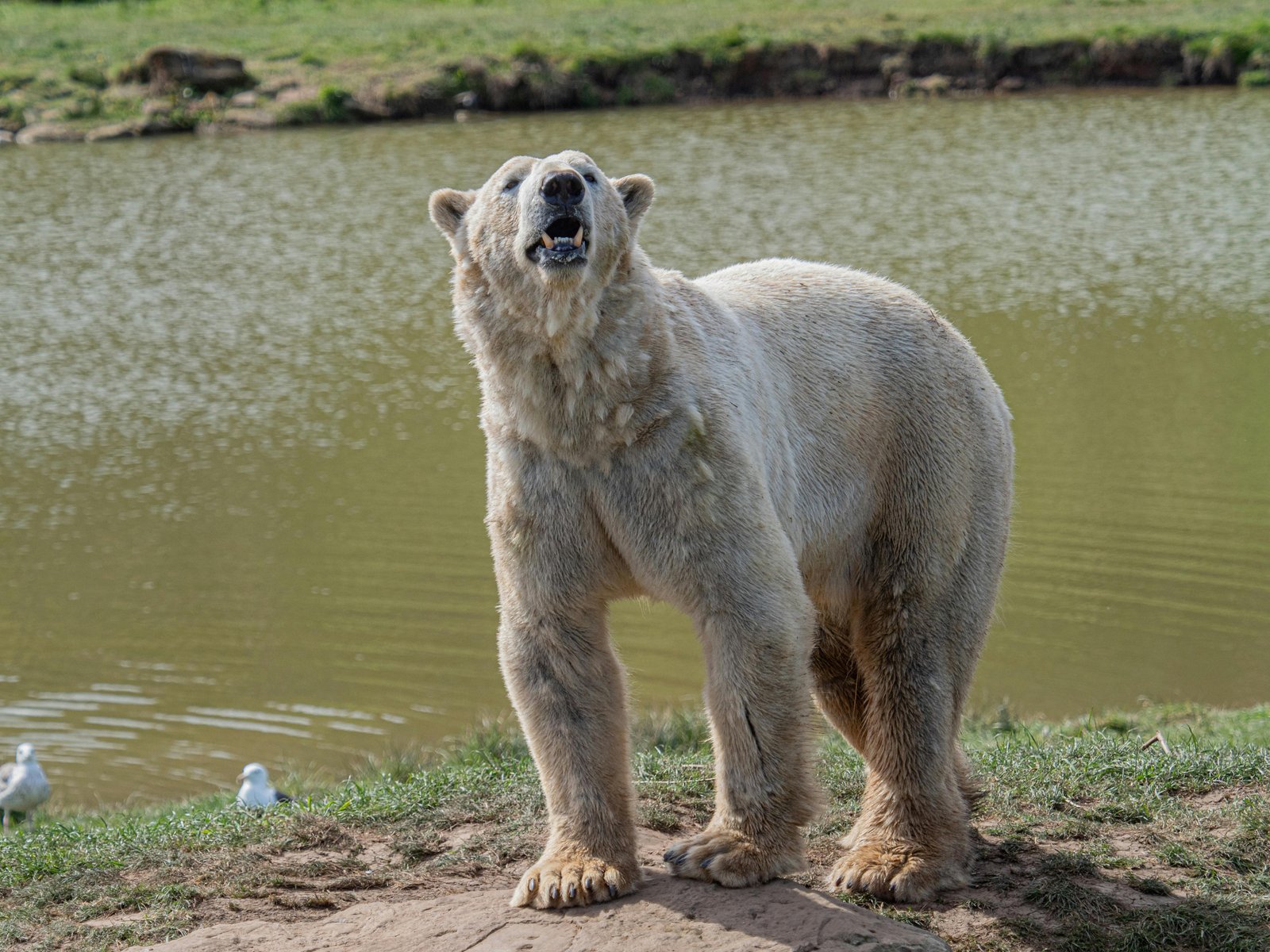 חיות - 2 (3).jpg